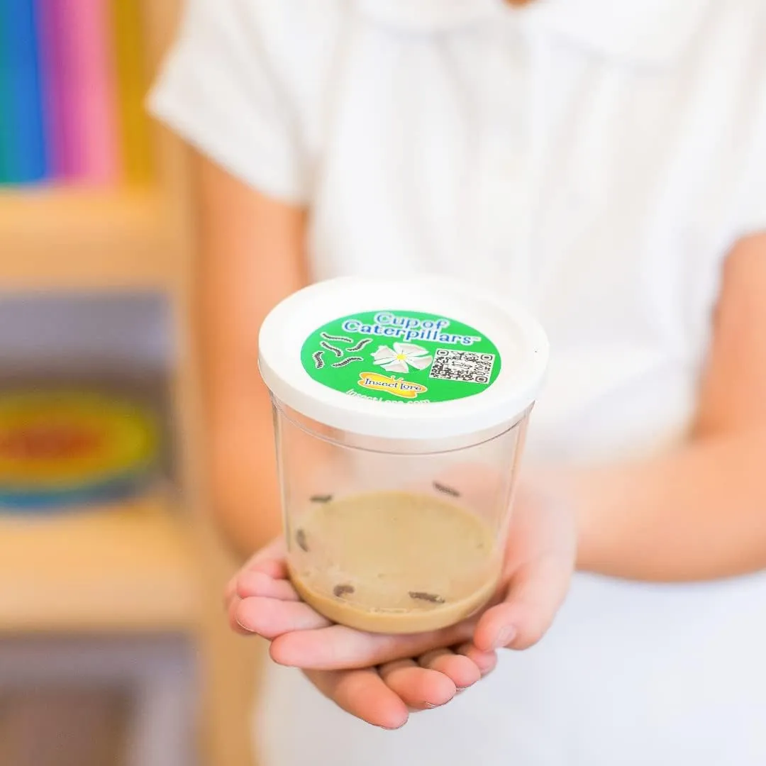 Insect Lore Butterfly Garden - 8" Habitat Gift Set | Two Cups of Live Caterpillars | 10 Live Painted Lady Baby Caterpillars | Stickers, Wind Up Toy and More | Birthday or Teacher Gift Set